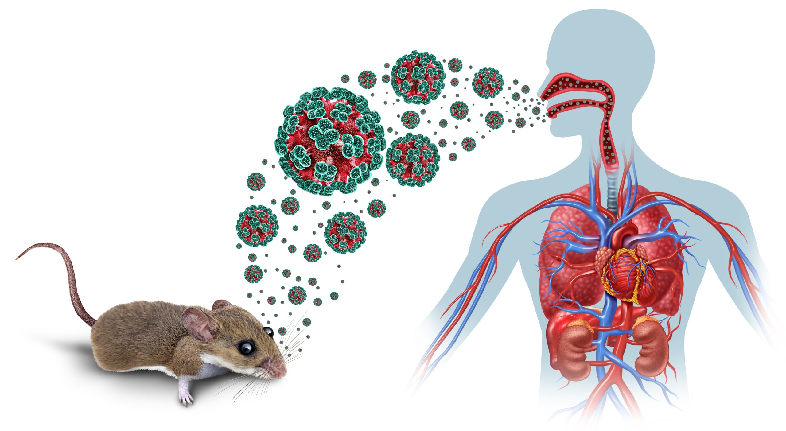 Hantavirus prevention measures and rodent control strategies